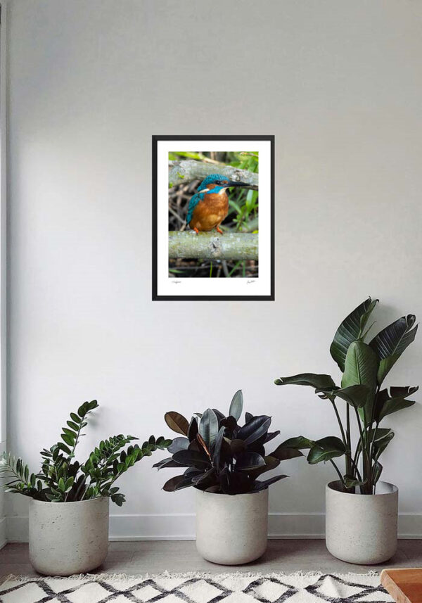 Kingfisher - Image 6