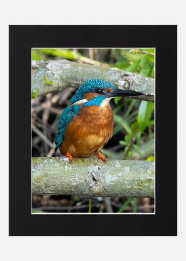 Kingfisher - Image 2