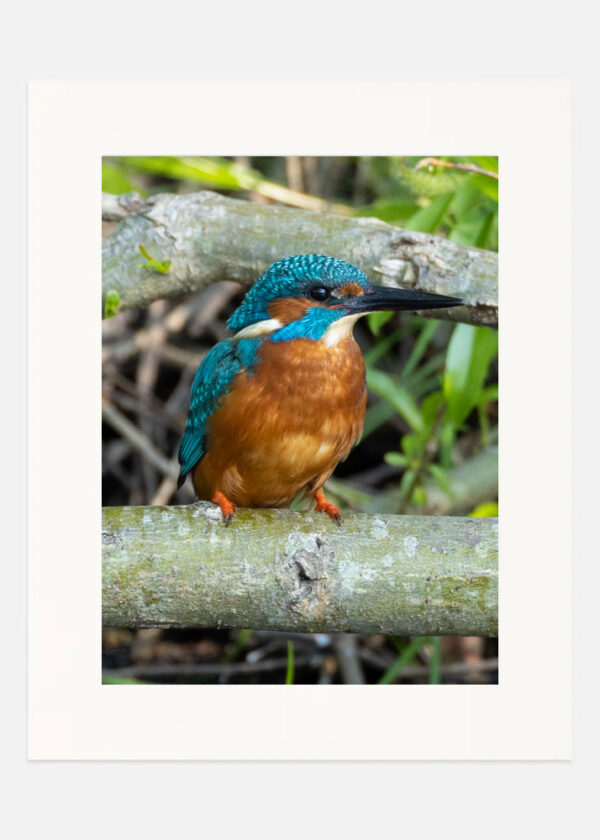 Kingfisher - Image 3