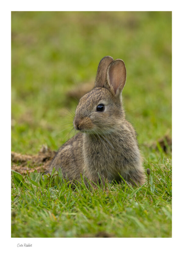 A cute little Rabbit in a field and it has its ears up listening to what is going on around.
