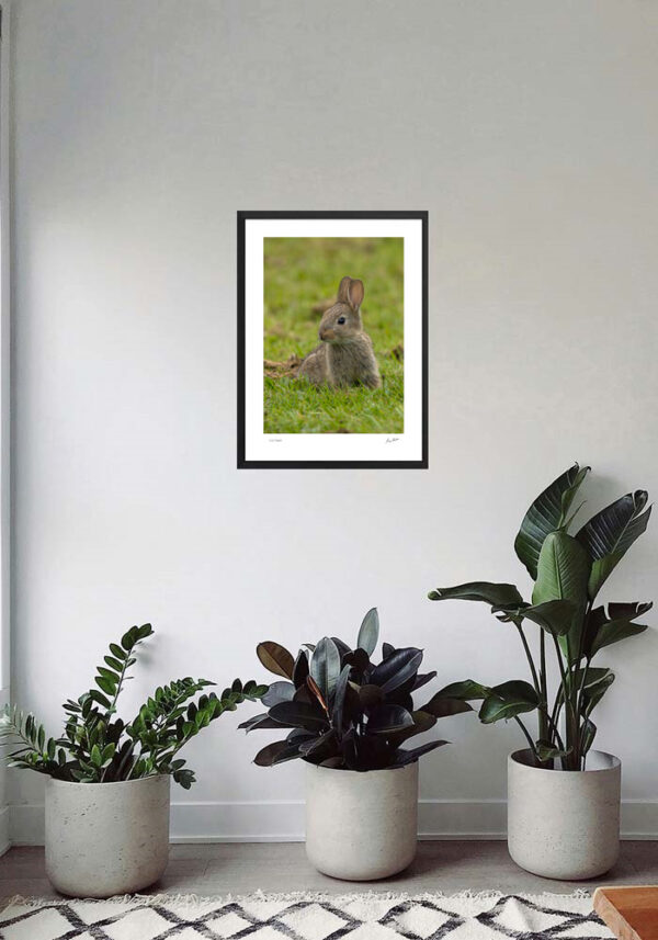 Cute Rabbit - Image 7