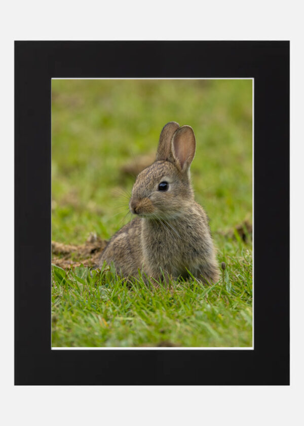 Cute Rabbit - Image 2