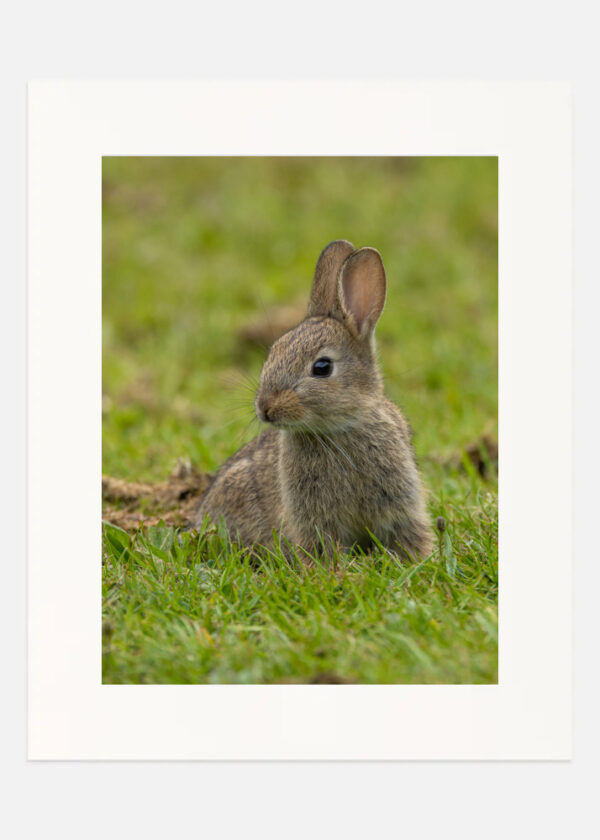 Cute Rabbit - Image 3