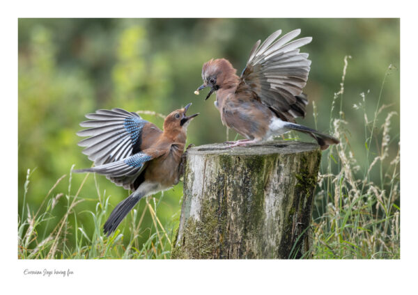 Eurasian Jays having fun