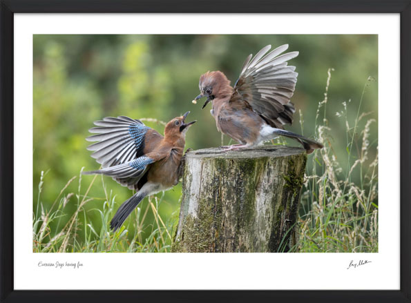 Eurasian Jays having fun Eurasian Jays having fun - Image 4
