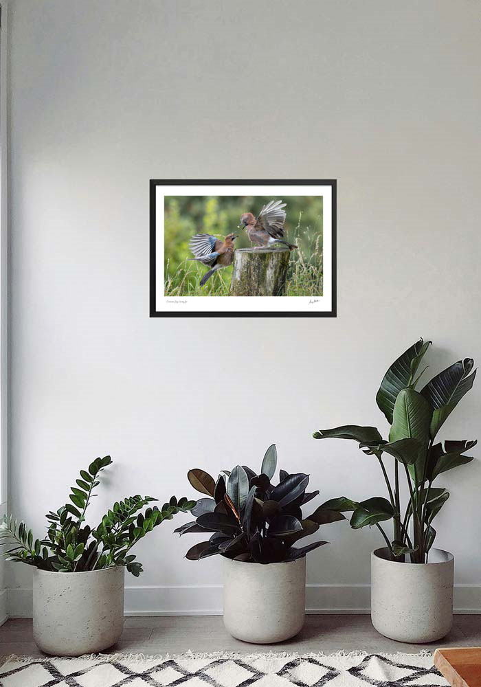 Eurasian Jays having fun Eurasian Jays having fun - Image 6