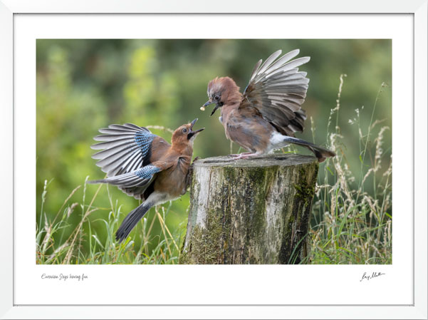Eurasian Jays having fun Eurasian Jays having fun - Image 5