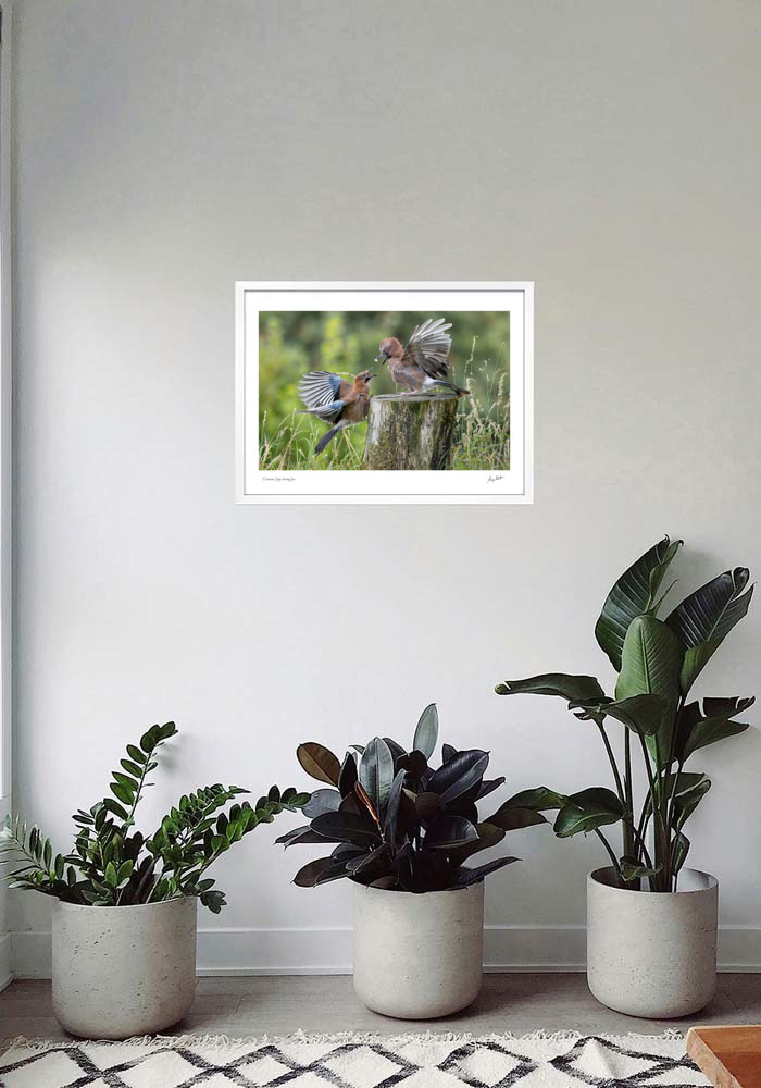 Eurasian Jays having fun Eurasian Jays having fun - Image 7