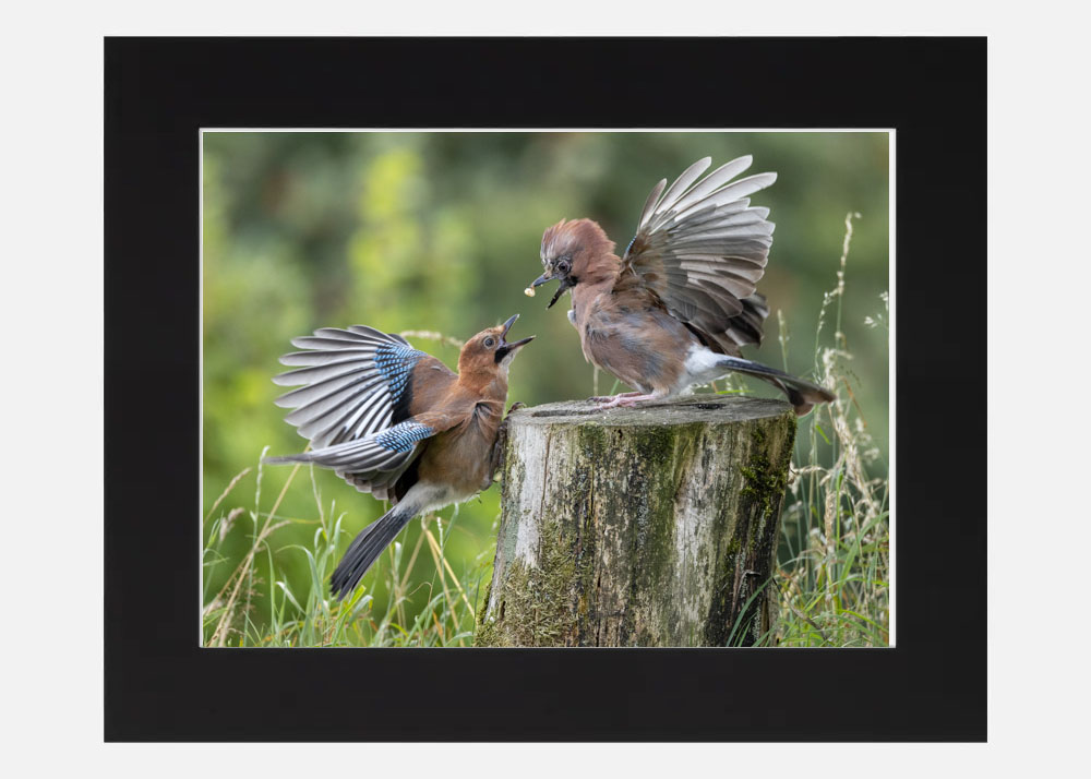 Eurasian Jays having fun Eurasian Jays having fun - Image 2