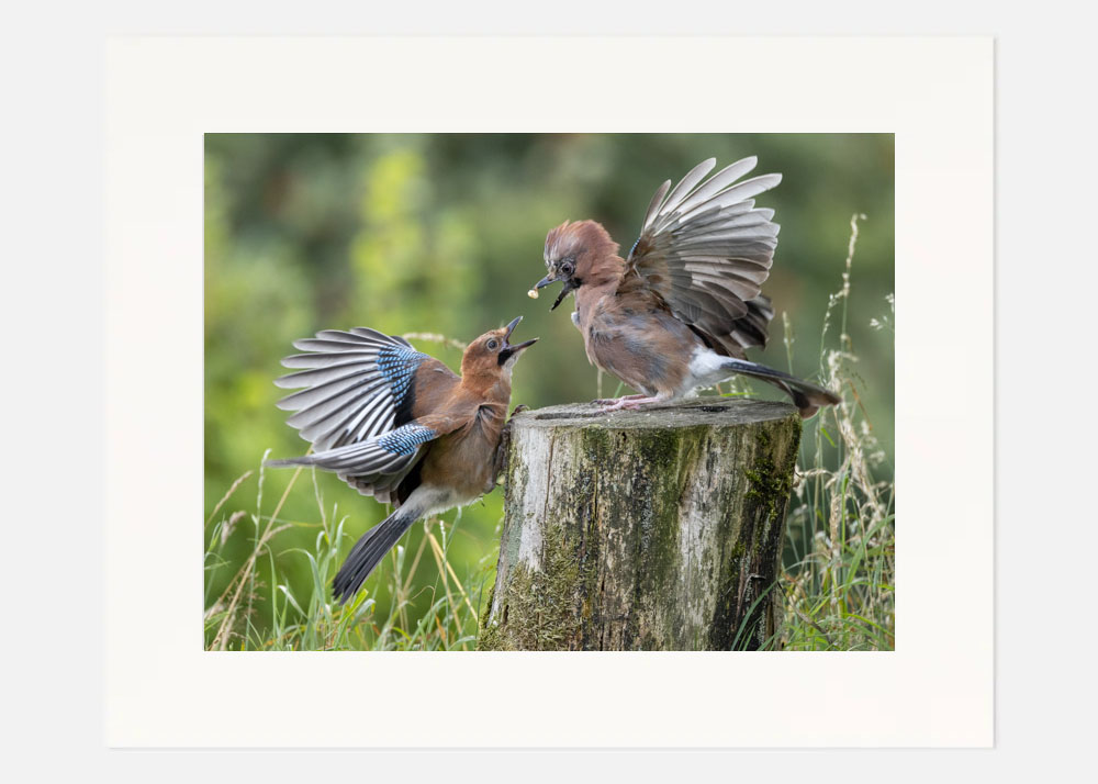 Eurasian Jays having fun Eurasian Jays having fun - Image 3