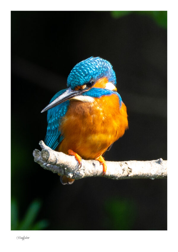 Kingfisher