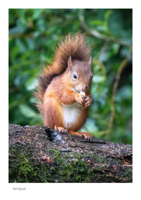 Red Squirrel