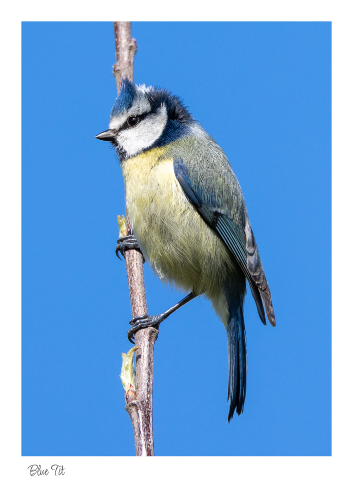 Blue Tit A lovely Blue Tit sitting on a branch with his hair sticking up and a blue sky in the background