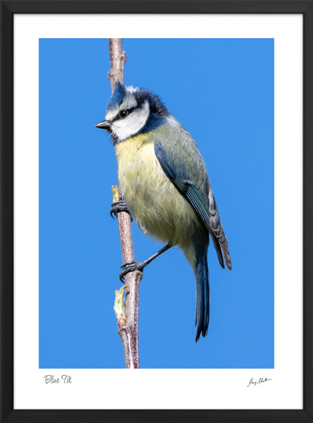 Blue Tit Blue Tit - Image 2