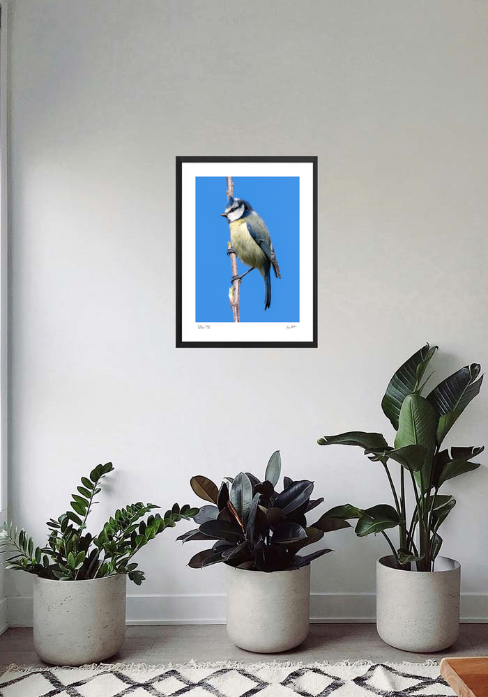 Blue Tit Blue Tit - Image 5