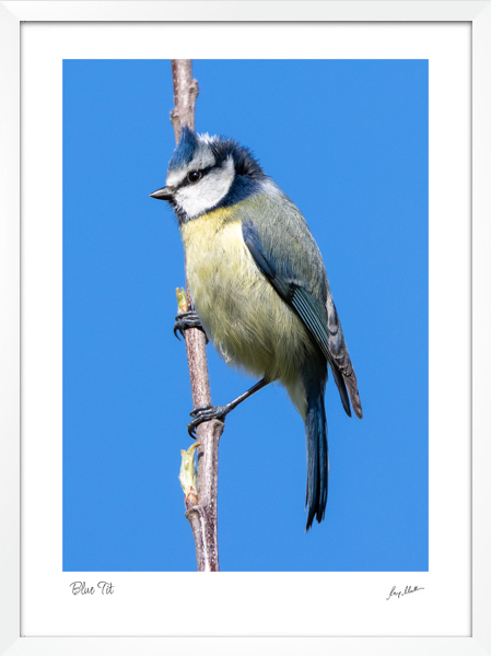Blue Tit Blue Tit - Image 3
