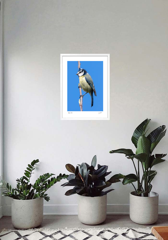 Blue Tit Blue Tit - Image 6