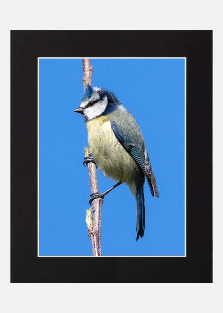 Blue Tit Blue Tit - Image 7