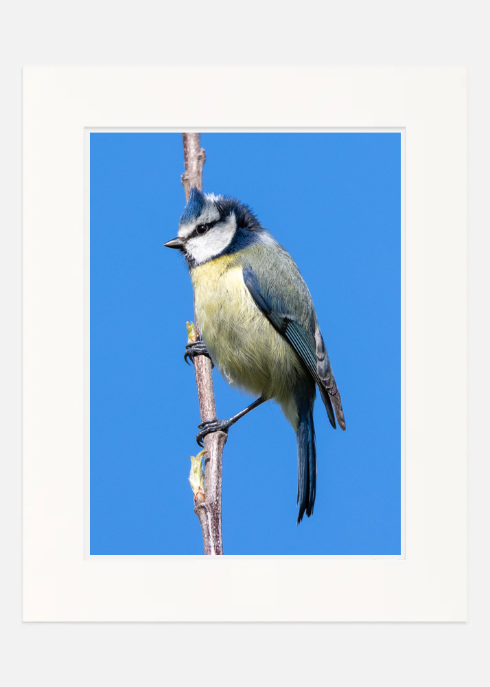 Blue Tit Blue Tit - Image 8